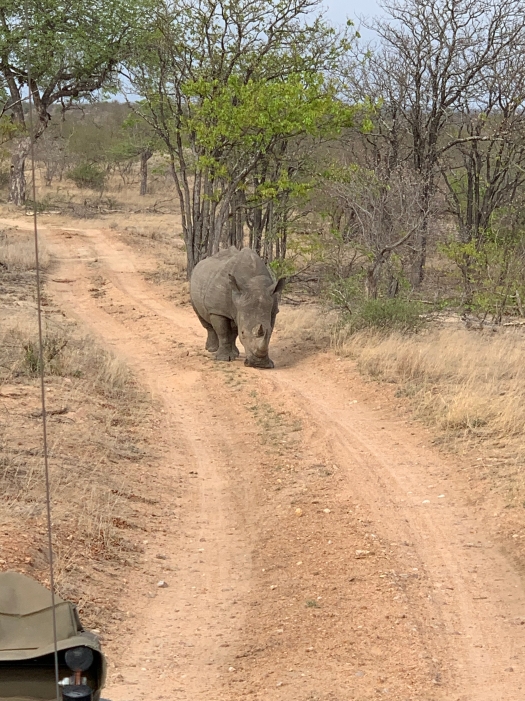 kruger national park_ rhino